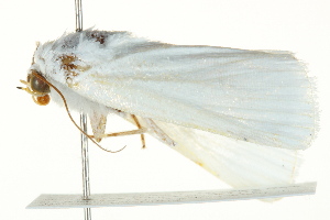  ( - BIOUG02085-G03)  @12 [ ] CreativeCommons - Attribution (2012) CBG Photography Group Centre for Biodiversity Genomics