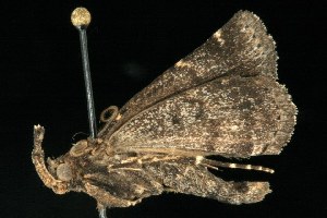  ( - 06-JKA-0215)  @12 [ ] CreativeCommons - Attribution (2010) CBG Photography Group Centre for Biodiversity Genomics