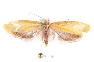  ( - K292406)  @13 [ ] CreativeCommons - Attribution Non-Commercial Share-Alike (2011) Andrew Mitchell Australian Museum