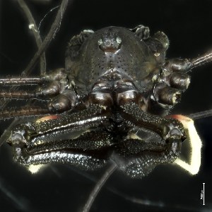  (Monoscutidae - BOLD-3M0BRS2L1)  @11 [ ] CreativeCommons  Attribution Non-Commercial No Derivatives (2018) Nigel Binks University of Waikato