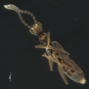 (Myrmecopora - BOLD-3MG5RHP02)  @11 [ ] CreativeCommons  Attribution Non-Commercial No Derivatives (2018) Nigel Binks University of Waikato