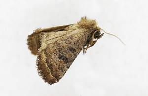  (Hoplodrina amurensis - ZZU.LS576)  @11 [ ] CreativeCommons  Attribution Non-Commercial Share-Alike (2023) Unspecified University of Zhengzhou