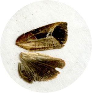  ( - JCS-07-1116)  @12 [ ] CreativeCommons - Attribution Non-Commercial Share-Alike (2012) Kim Mitter University of Maryland