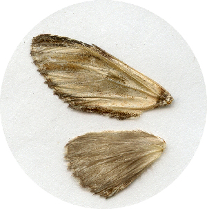 (Neopheosia fasciata - AYK-04-5235)  @13 [ ] CreativeCommons - Attribution Non-Commercial Share-Alike (2011) Kim Mitter University of Maryland