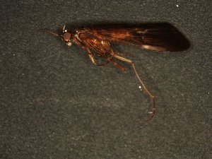  ( - MS1170)  @13 [ ] Unspecified (default): All Rights Reserved  Unspecified Unspecified