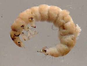  (Ulmerochorema onychion - JOS73)  @12 [ ] Unspecified (default): All Rights Reserved  Unspecified Unspecified