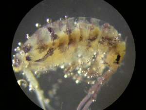  ( - 017_40)  @11 [ ] by-nc-sa  Ulrich Burkhardt soil organism research