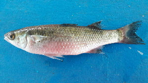  ( - LUD4)  @11 [ ] CreativeCommons-Attribution Non-Commercial Share-Alike  2019 National Fisheries Research and Development Institute
