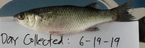  ( - LUD5)  @11 [ ] CreativeCommons-Attribution Non-Commercial Share-Alike  2019 National Fisheries Research and Development Institute