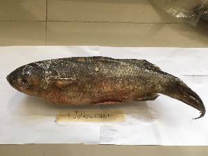  ( - LUD7)  @11 [ ] CreativeCommons-Attribution Non-Commercial Share-Alike  2018 National Fisheries Research and Development Institute