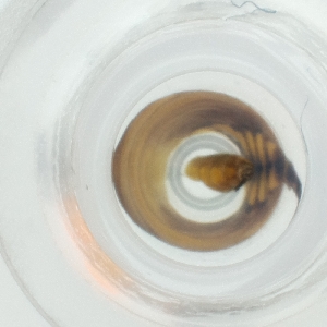  ( - LUHW_003_F11)  @11 [ ] by  Genome Research Ltd as Wellcome Sanger Institute Genome Research Limited operating as Wellcome Sanger Institute