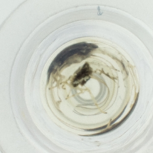  ( - LUHW_009_H1)  @11 [ ] by  Genome Research Ltd as Wellcome Sanger Institute Genome Research Limited operating as Wellcome Sanger Institute