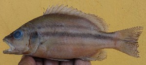  ( - MFSU F-5032)  @11 [ ] copyright (2025) Mohammad Eusuf Hasan University of Chittagong, Institute of Marine Sciences and Fisheries