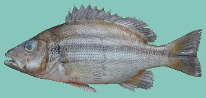  ( - MFSU F-5037)  @11 [ ] copyright (2025) Mohammad Eusuf Hasan University of Chittagong, Institute of Marine Sciences and Fisheries