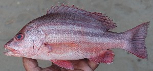  ( - MFSU F-5039)  @11 [ ] copyright (2025) Mohammad Eusuf Hasan University of Chittagong, Institute of Marine Sciences and Fisheries