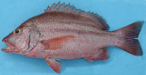  ( - MFSU F-5040)  @11 [ ] copyright (2025) Mohammad Eusuf Hasan University of Chittagong, Institute of Marine Sciences and Fisheries