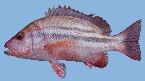  ( - MFSU F-5042)  @11 [ ] copyright (2025) Mohammad Eusuf Hasan University of Chittagong, Institute of Marine Sciences and Fisheries