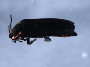  ( - 10PROBE-20869)  @12 [ ] CreativeCommons - Attribution (2010) CBG Photography Group Centre for Biodiversity Genomics