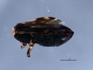  ( - 10PROBE-20881)  @13 [ ] CreativeCommons - Attribution (2010) CBG Photography Group Centre for Biodiversity Genomics