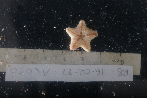  (Cycethra frigida - RB1_As10)  @11 [ ] Unspecified (default): All Rights Reserved  Unspecified Unspecified