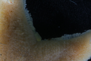  ( - FB1_As19)  @11 [ ] Unspecified (default): All Rights Reserved  Unspecified Unspecified
