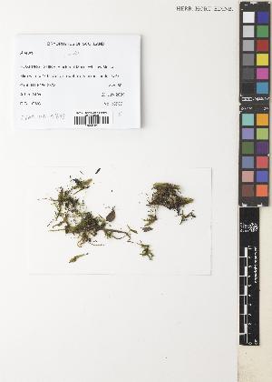  ( - EDNA09-01698)  @11 [ ] CC BY 4.0 (2017) Unspecified Royal Botanic Garden, Edinburgh