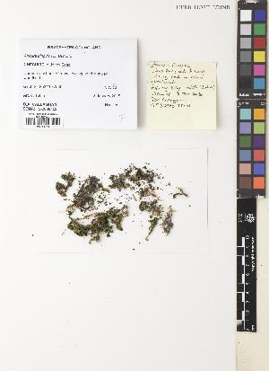  ( - EDNA15-0039152)  @11 [ ] CC BY 4.0 (2017) Unspecified Royal Botanic Garden, Edinburgh