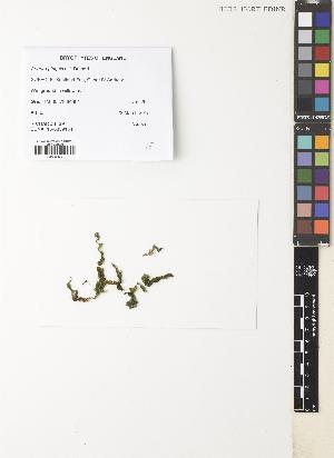  ( - EDNA15-0039154)  @11 [ ] CC BY 4.0 (2017) Unspecified Royal Botanic Garden, Edinburgh