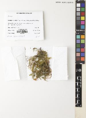  ( - EDNA08-01249)  @11 [ ] CC BY 4.0 (2017) Unspecified Royal Botanic Garden, Edinburgh