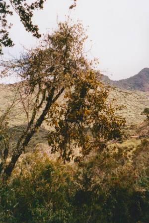  (Metzgeria liebmanniana - EDNA06-06112)  @11 [ ] CreativeCommons - Attribution Share-Alike (2025) Unspecified Royal Botanic Garden Edinburgh