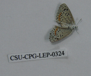  (Euphilotes enoptes tildeni - CSU-CPG-LEP-0324)  @12 [ ] Copyright (2009) Paul Opler Colorado State University