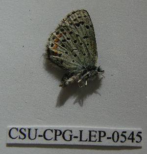  (Euphilotes glaucon intermedia - CSU-CPG-LEP-0545)  @12 [ ] Copyright (2009) Paul Opler Colorado State University