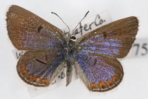  ( - CSU-CPG-LEP-0719)  @13 [ ] CreativeCommons - Attribution (2009) Unspecified Unspecified