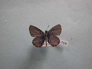  ( - CSU-CPG-LEP-0719)  @13 [ ] Copyright (2009) Paul Opler Colorado State University