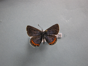  ( - CSU-CPG-LEP-0720)  @13 [ ] Copyright (2009) Paul Opler Colorado State University