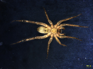  (Pardosa pusiola - LY1)  @12 [ ] Unspecified (default): All Rights Reserved  Unspecified Unspecified