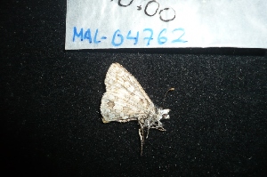  ( - MAL-04762)  @12 [ ] Unspecified (default): All Rights Reserved  Unspecified Unspecified