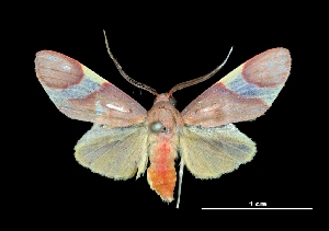  ( - MAL-03667)  @14 [ ] Unspecified (default): All Rights Reserved  Unspecified Unspecified