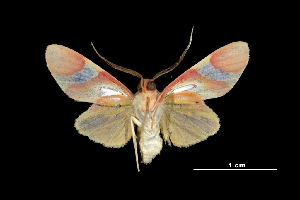  ( - MAL-03667)  @14 [ ] Unspecified (default): All Rights Reserved  Unspecified Unspecified