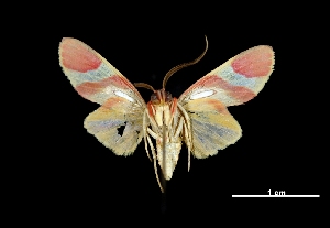  ( - MAL-03850)  @14 [ ] Unspecified (default): All Rights Reserved  Unspecified Unspecified