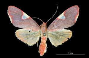  ( - MAL-03845)  @14 [ ] Unspecified (default): All Rights Reserved  Unspecified Unspecified