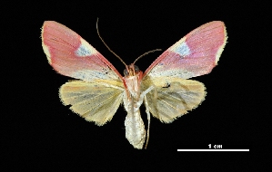  ( - MAL-03845)  @14 [ ] Unspecified (default): All Rights Reserved  Unspecified Unspecified