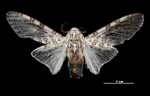  ( - MAL-03552)  @14 [ ] Unspecified (default): All Rights Reserved  Unspecified Unspecified