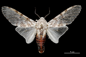  ( - MAL-03649)  @14 [ ] Unspecified (default): All Rights Reserved  Unspecified Unspecified