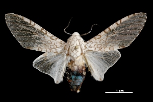  ( - MAL-03620)  @14 [ ] Unspecified (default): All Rights Reserved  Unspecified Unspecified