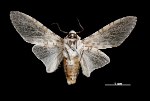  ( - MAL-03620)  @14 [ ] Unspecified (default): All Rights Reserved  Unspecified Unspecified