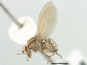  ( - CCDB-21321-A11)  @11 [ ] CreativeCommons - Attribution (2014) CBG Photography Group Centre for Biodiversity Genomics
