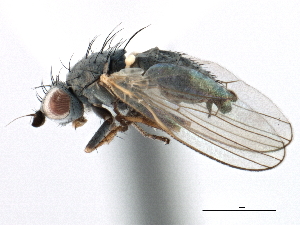  ( - CCDB-21321-C12)  @11 [ ] CreativeCommons - Attribution (2014) CBG Photography Group Centre for Biodiversity Genomics