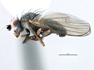  ( - CCDB-21321-D01)  @15 [ ] CreativeCommons - Attribution (2014) CBG Photography Group Centre for Biodiversity Genomics