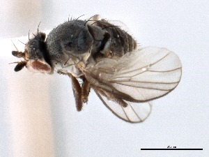  ( - CCDB-21321-D03)  @11 [ ] CreativeCommons - Attribution (2014) CBG Photography Group Centre for Biodiversity Genomics